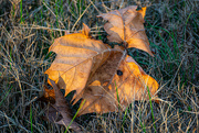 24th Nov 2023 - Leaves in the sun...