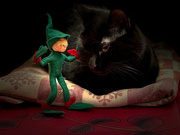 24th Nov 2023 - Feline Friday...Elvish Advice