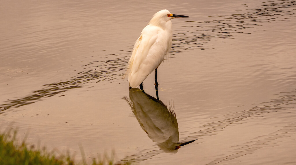 Snowy Egret And Reflection! by rickster549