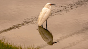 24th Nov 2023 - Snowy Egret And Reflection!