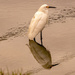 Snowy Egret And Reflection!