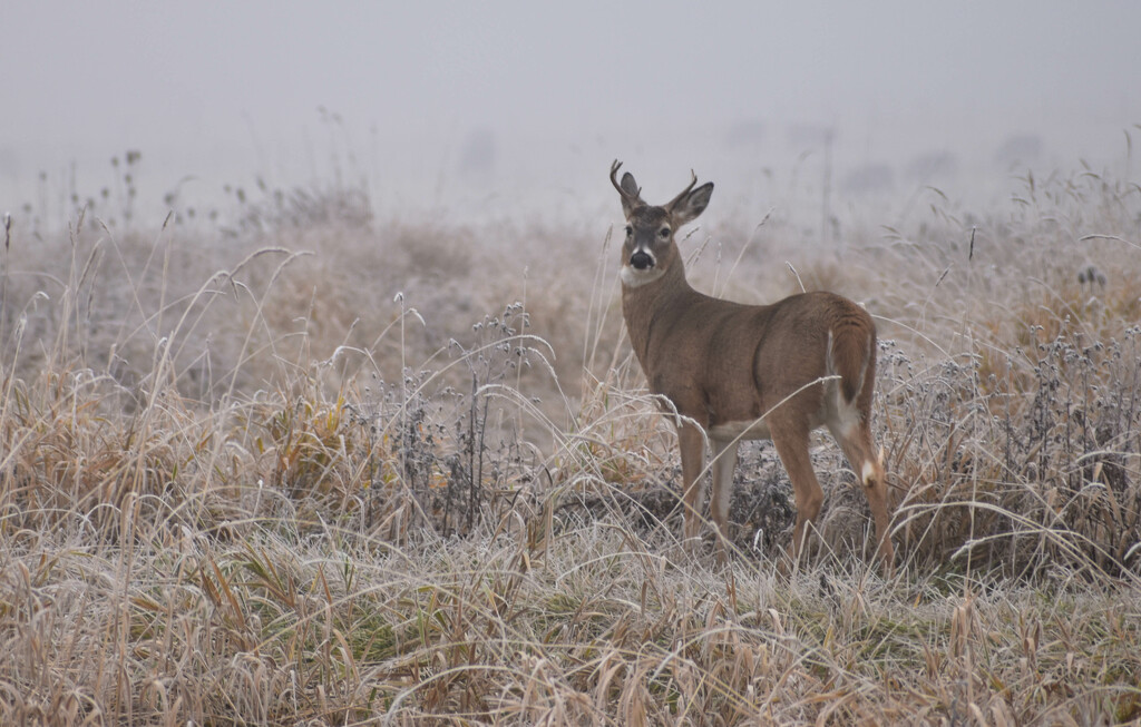 Whitetail Buck In The Mist by bjywamer