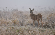 17th Nov 2023 - Whitetail Buck In The Mist
