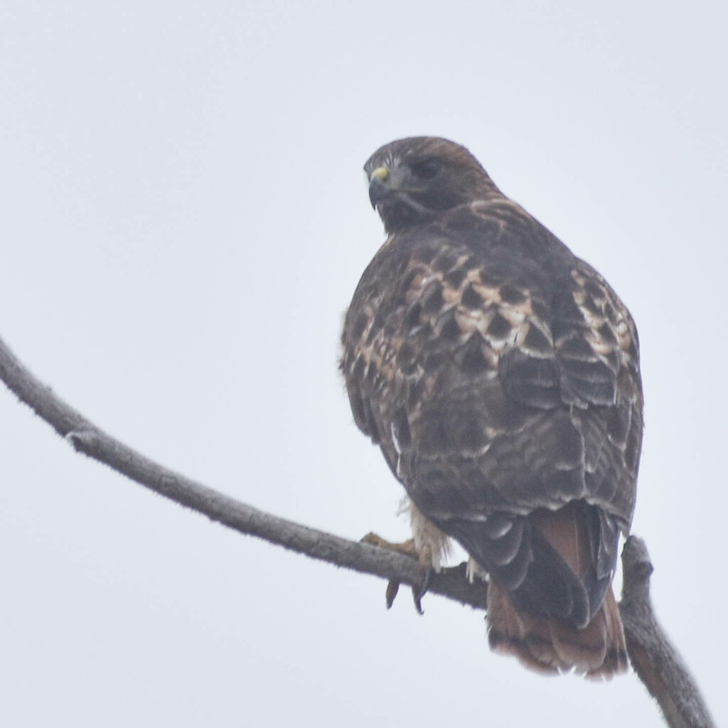 Red Tail Hawk On A Foggy Morning by bjywamer