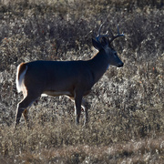 24th Nov 2023 - Bison Range Whitetail Buck