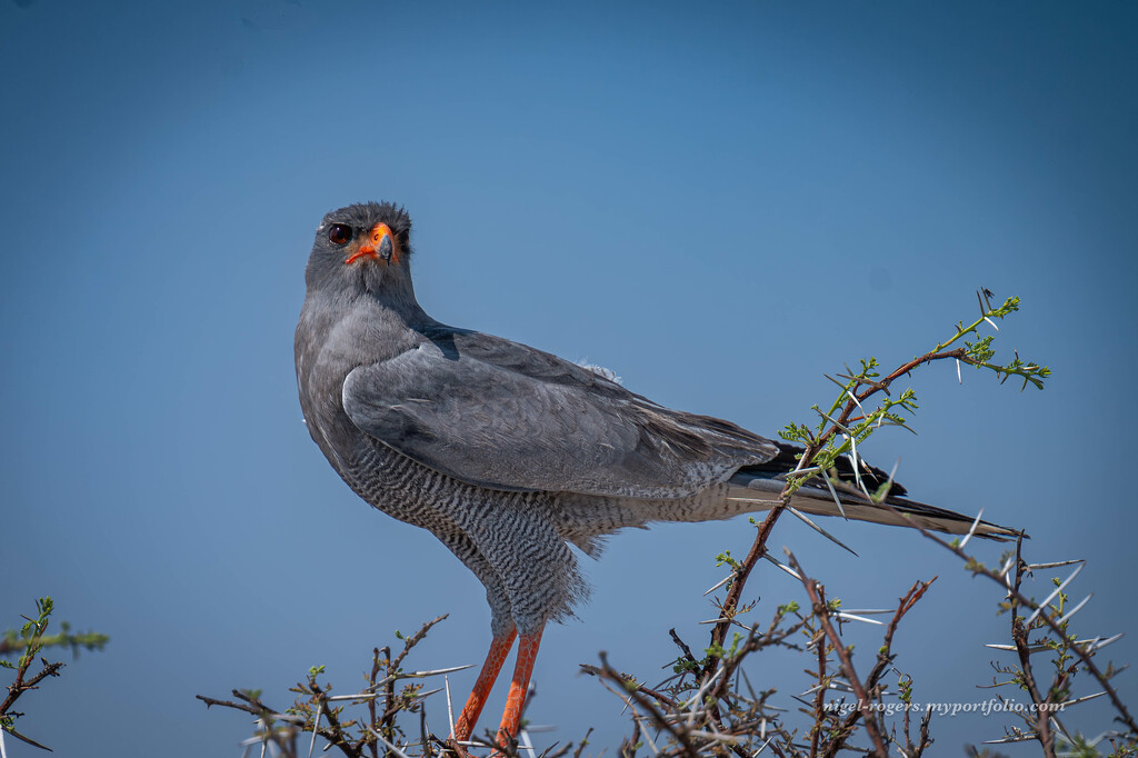 Namibian Bird of Prey by nigelrogers