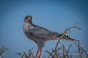 24th Jul 2023 - Namibian Bird of Prey