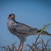 Namibian Bird of Prey by nigelrogers