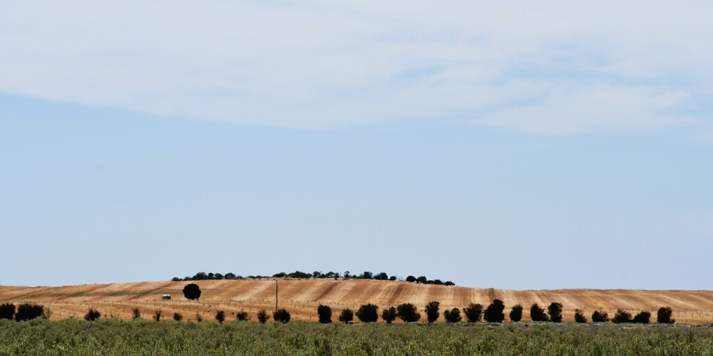 Heat haze on wheat fields. by nannasgotitgoingon