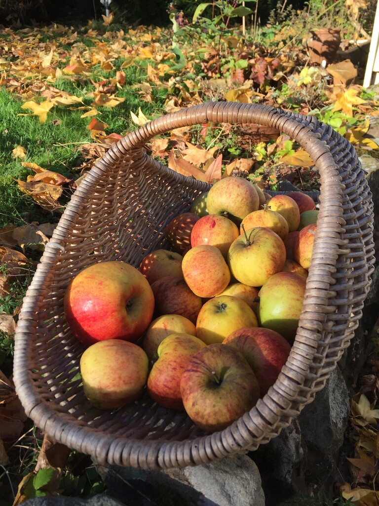 Just picked the last of our apples by snowy