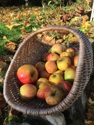 25th Nov 2023 - Just picked the last of our apples