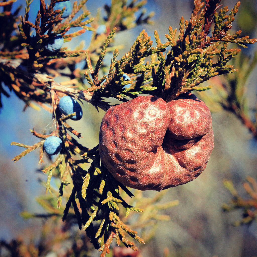 Cedar-Apple Rust by juliedduncan
