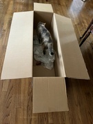 25th Nov 2023 - Cat in a Box