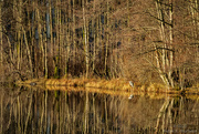 25th Nov 2023 - Heron enjoying the afternoon sun :-)