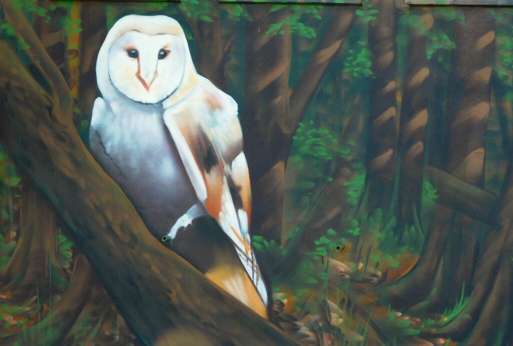 Barn owl by 365anne