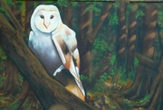 24th Nov 2023 - Barn owl