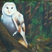 Barn owl by 365anne