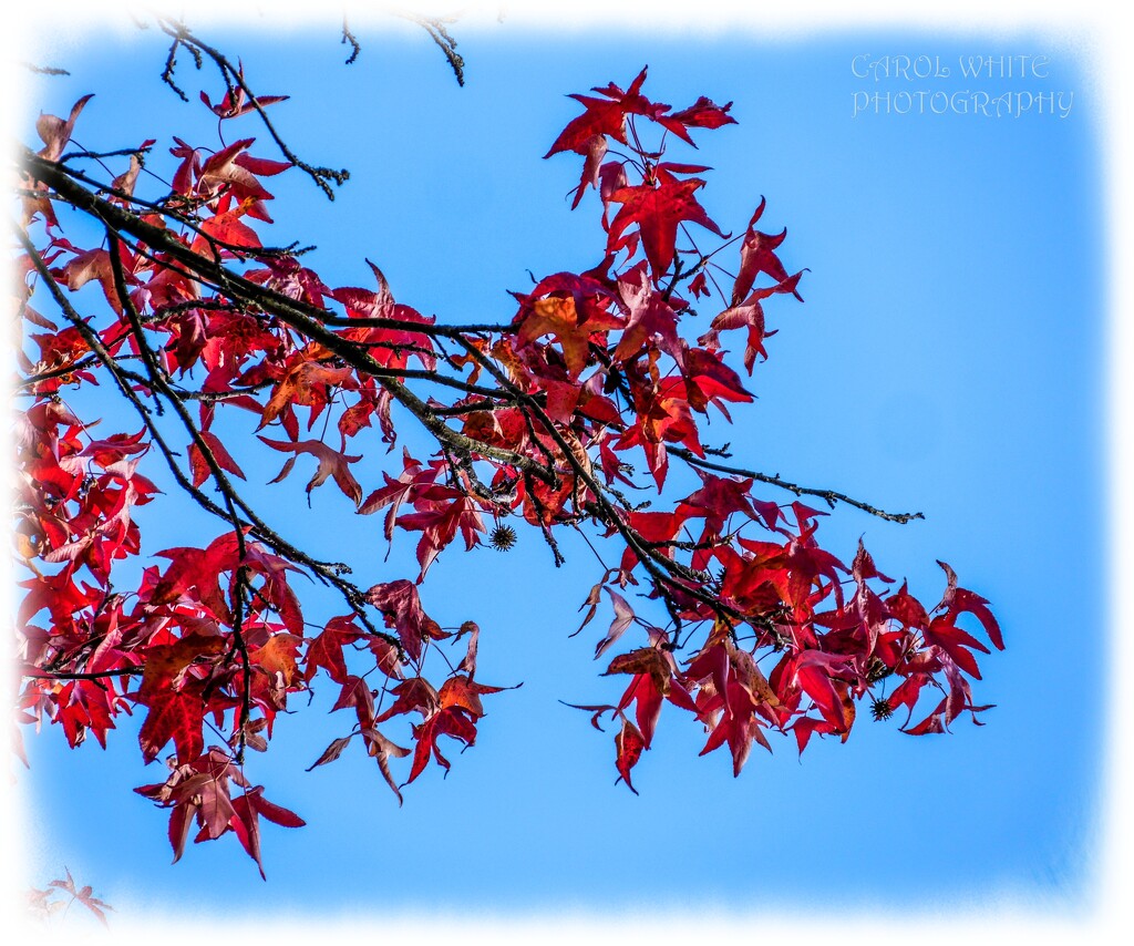 Red Leaves And Blue Skies by carolmw