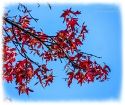 25th Nov 2023 - Red Leaves And Blue Skies