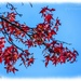 Red Leaves And Blue Skies
