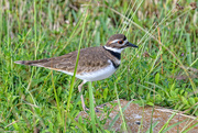 24th Nov 2023 - My First Killdeer