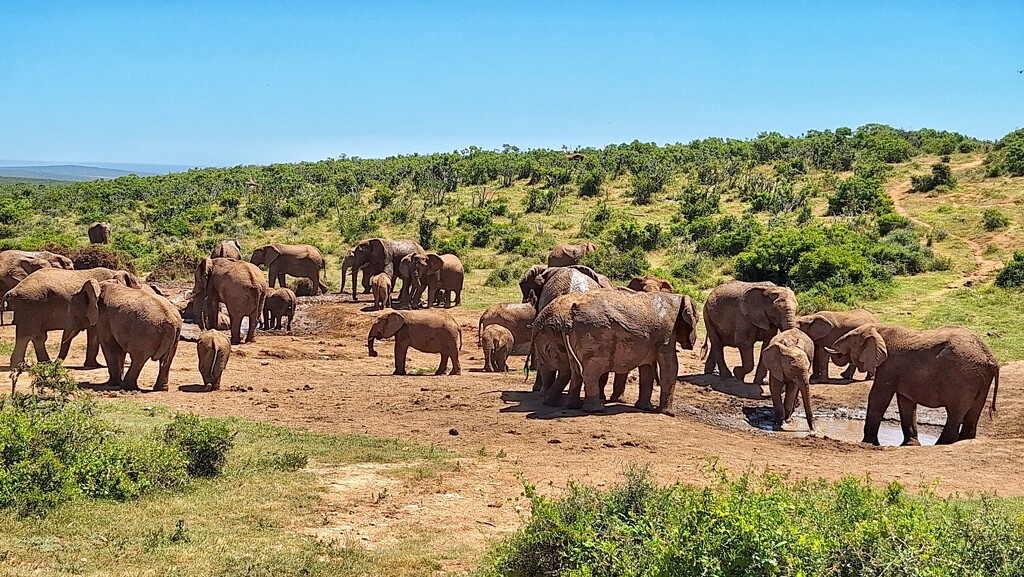 Herd of Elephant by salza
