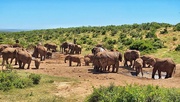 22nd Nov 2023 - Herd of Elephant