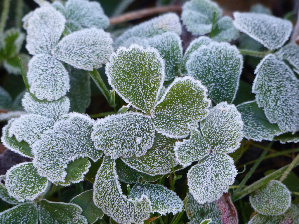 Frosty Leaves by susiemc