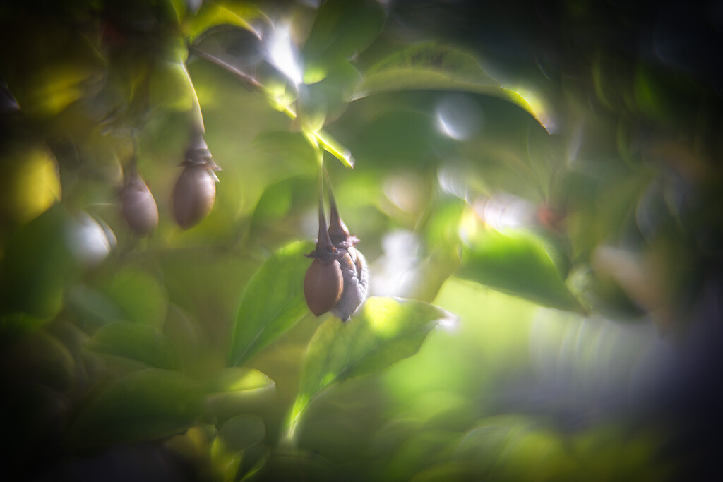 Bokeh #30/30 - japanese snowbell tree by i_am_a_photographer