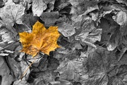 25th Nov 2023 - Maple leaf