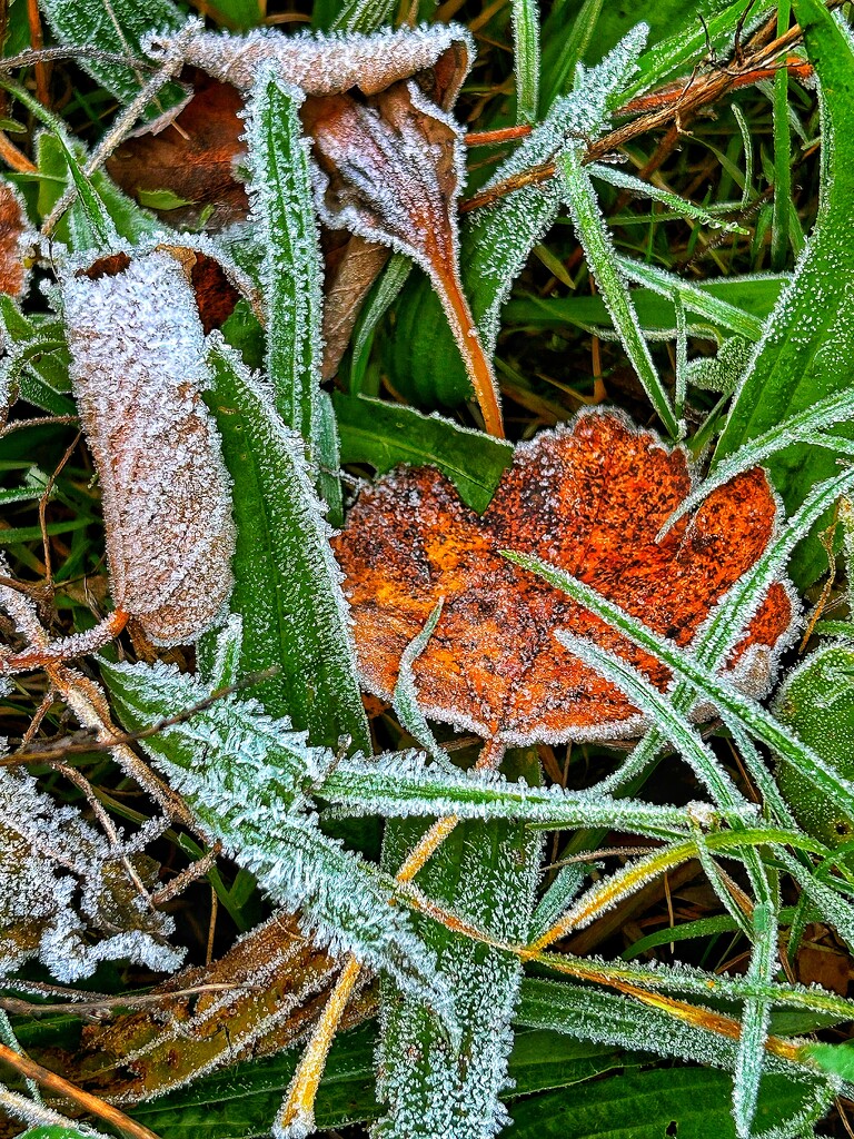 Frosty by carole_sandford