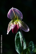 25th Nov 2023 - Orchid Beauty