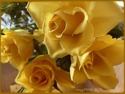 25th Nov 2023 - Golden Roses