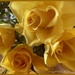 Golden Roses by craftymeg