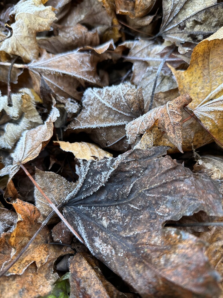 First frost of the season  by wendystout