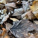 First frost of the season  by wendystout