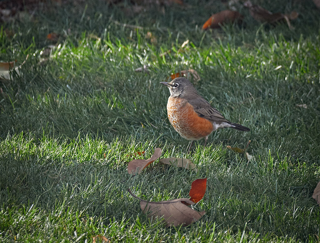 Perky Back Yard Robin by gardencat