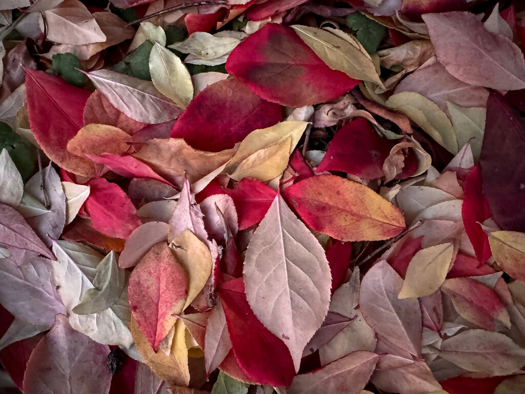 Burning Bush Leaves by berelaxed