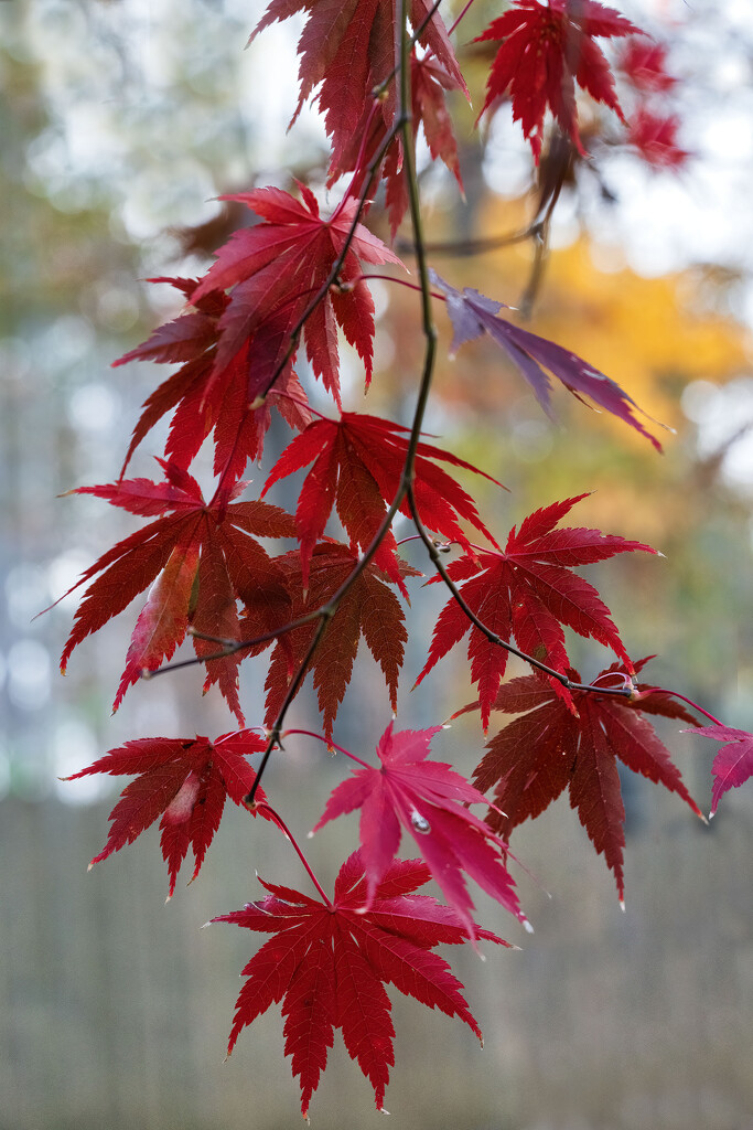 Japanese Red Maple Leaves  by kvphoto