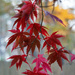 Japanese Red Maple Leaves 