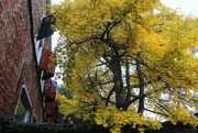 26th Nov 2023 - Shutters and a Ginko tree 