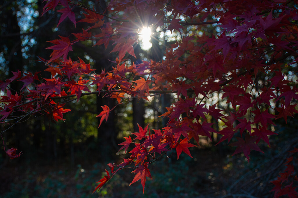 Sun on the red leaves... by thewatersphotos