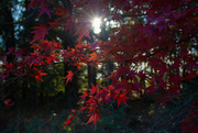 25th Nov 2023 - Sun on the red leaves...