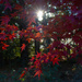 Sun on the red leaves...