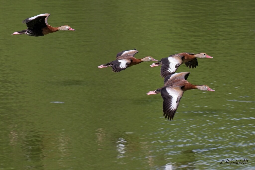 LHG_9595 Black bellied ducks in flight  by rontu