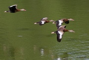 24th Nov 2023 - LHG_9595 Black bellied ducks in flight 