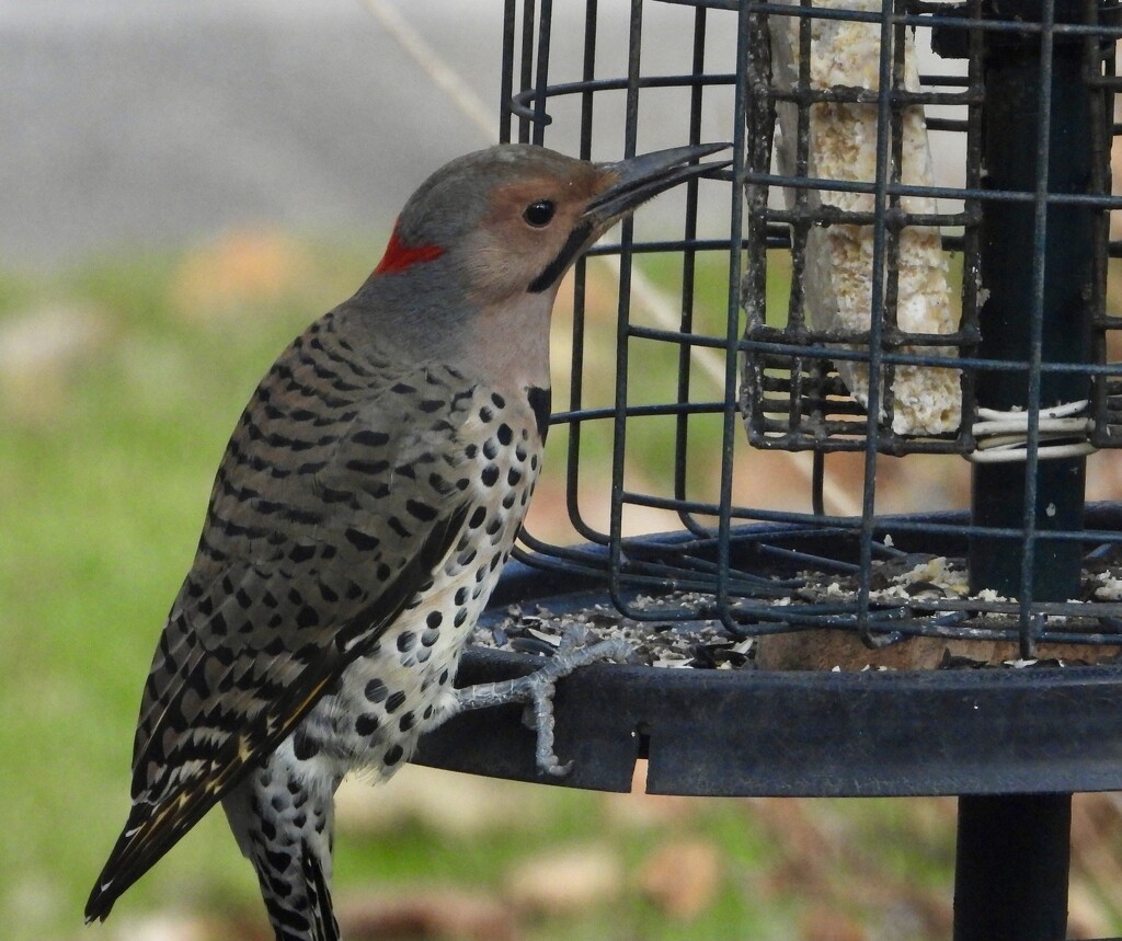 flicker at the feeder by amyk