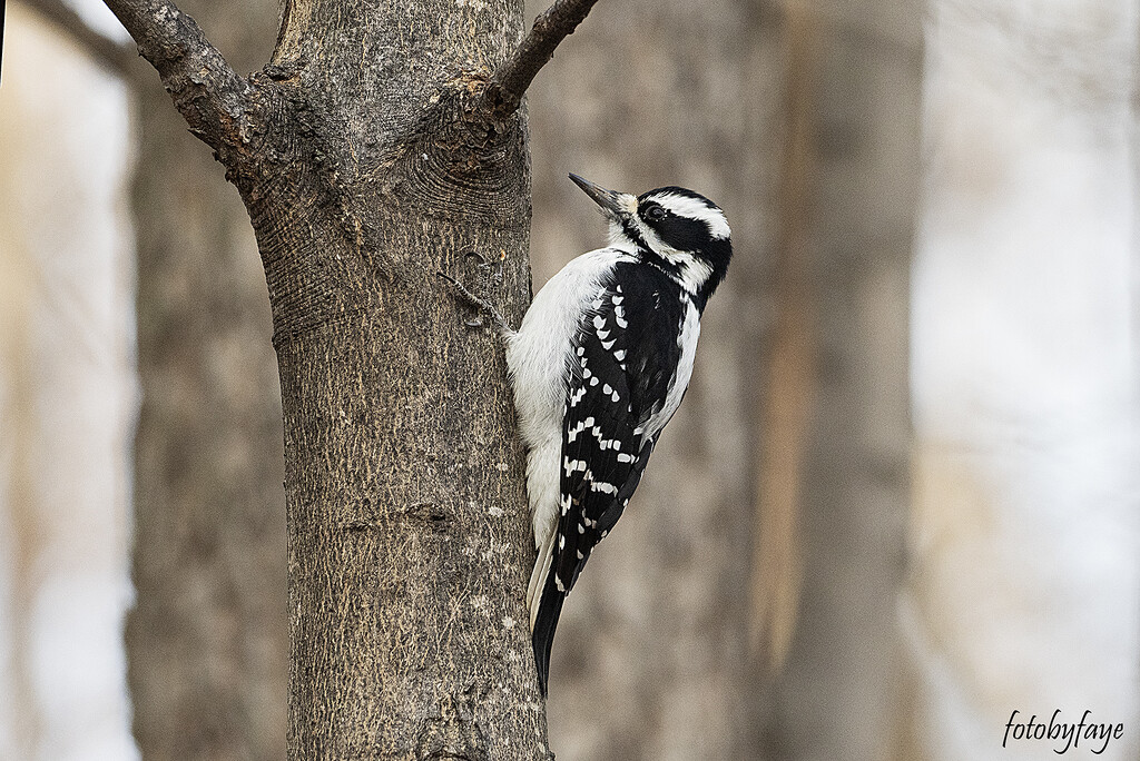 Downy woodpecker by fayefaye