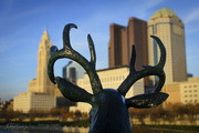 25th Nov 2023 - A buck's vision of Columbus