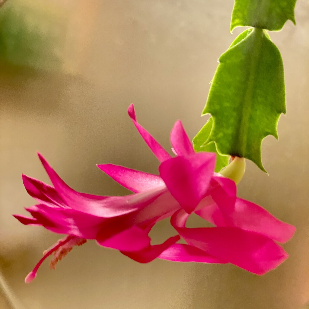 My Christmas cactus is blooming again! by stimuloog